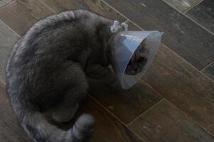Playful cat sporting a recovery cone lounges on rustic wooden floor in a cozy living space during afternoon light photo