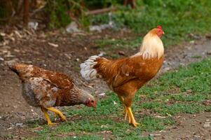 Colorful chickens foraging in the sunlight on a rustic farm during a warm afternoon photo