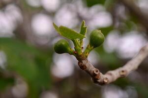 New fig buds emerge on a branch in a tranquil garden setting during the early days of spring photo