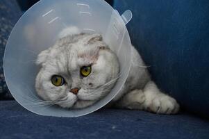 Comfy feline rests on couch while wearing a protective cone after veterinary visit photo