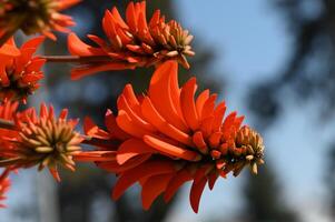 Vibrant orange floral display captivates the sunlight in a serene garden setting photo