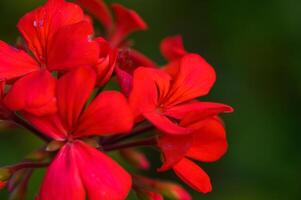 Vibrant red flowers bloom in full splendor, showcasing their delicate petals and rich color against a blurred backdrop photo