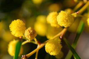 Delicate golden blooms adorn the branches of a mimosa tree under the warm afternoon sunlight in a serene garden setting photo