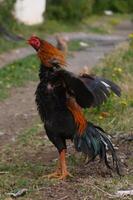 Colorful rooster proudly displays its feathers while roaming through a sunny backyard pathway amid wildflowers photo