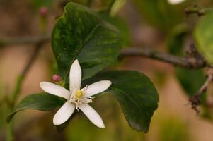 Delicate white flowers bloom on a vibrant green branch in a serene garden setting during a warm afternoon photo