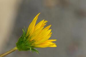 Delicate yellow flower budding in soft sunlight against blurred background in a garden setting photo