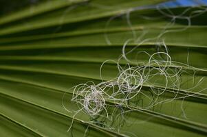 Intricate patterns of natural fibers intertwined on a vibrant palm leaf under bright sunlight in a tropical setting photo