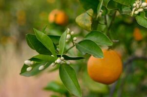 Citrus trees flourish under the warm sun, showcasing vibrant oranges and delicate blossoms in a tranquil orchard setting photo
