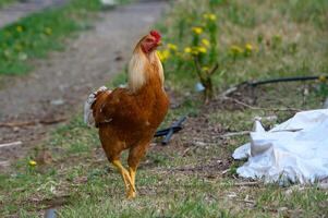 Chicken wanders freely through a vibrant field during the warm afternoon sunshine in a rural setting photo