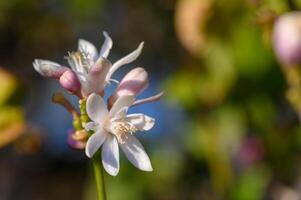Delicate citrus blossoms bloom in sunlight, revealing nature's artistry in a serene garden setting photo