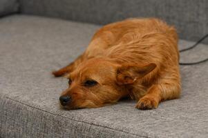 Relaxing dog enjoys quiet afternoon on cozy couch while the sunlight filters softly through the window photo
