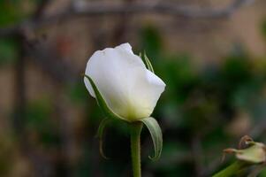 Freshly budding white rose captured during a serene morning in a tranquil garden photo