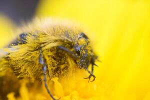 Close encounter with a busy bee gathering pollen from a vibrant yellow flower on a sunny spring afternoon photo