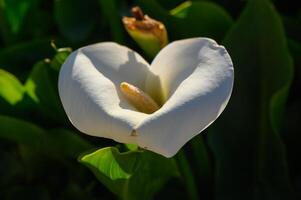 White calla lily blossoms gracefully under sunlight highlighting its unique heart shape in a serene garden setting photo