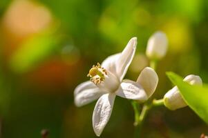 Delicate white flower blooms softly amidst vibrant greenery in a sunlit garden during spring photo