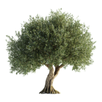 Beautiful olive tree with twisted trunk and dense green foliage isolated png