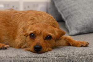 Resting pup in cozy indoor space enjoys a moment of tranquility during a lazy afternoon photo
