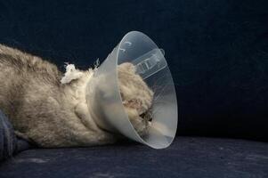 Cat resting with a cone collar on a cozy blue couch after a visit to the vet for a medical procedure photo