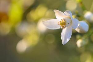 Delicate white flower blossoms under the warm glow of sunlight in a peaceful garden setting during the golden hour photo