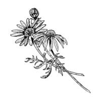 Black and white hand drawn illustration of three field flowers with one bud and leaves. Could represent daisy, echinacea, rudbeckia or calendula. Suitable for botanical design and herbal prints. vector