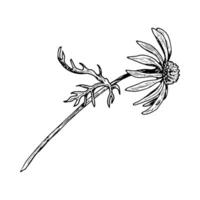 Hand drawn wildflower with curved stem and lacy leaf, resembling chamomile, calendula, echinacea or rudbeckia. Great for herbal tea, natural cosmetics, spring greeting cards and botanical prints. vector