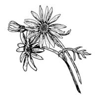 Botanical ink illustration of three blooming wildflowers with slender leaves. The flowers may resemble chamomile, echinacea, calendula, or rudbeckia. Great for botanical prints and herbal projects. vector