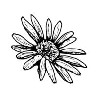 Black and white flower head sketch that can resemble daisy, rudbeckia or echinacea. Hand drawn botanical element with detailed petals, ideal for herbal, floral and educational design purposes. vector