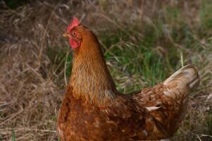 Vibrant hen exploring a sunlit meadow in a serene countryside setting during a warm afternoon photo