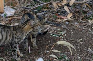 Curious kittens explore their surroundings in a cozy garden at dusk, creating playful interactions filled with discovery photo