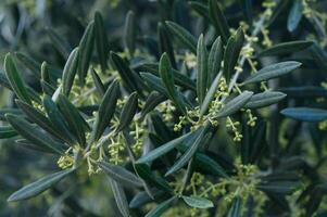 Olive tree branches adorned with budding green flowers under soft daylight in a serene garden setting photo