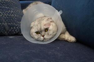 Cozy cat in a recovery cone resting on a soft blue sofa after a visit to the vet on a sunny afternoon photo