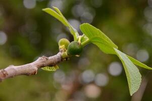 Fresh green fig buds sprouting on a slender branch surrounded by lush foliage in a tranquil garden setting photo