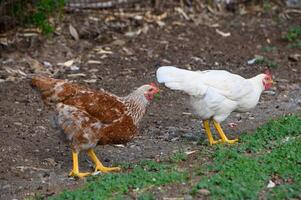 Chickens foraging in a vibrant garden on a sunny afternoon in a rural backyard setting photo