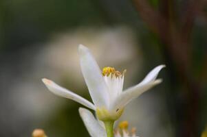 Delicate white flower blooms in a serene garden during the early hours of spring photo