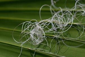 Delicate strands intertwine on vibrant green leaves in a tranquil natural setting showcasing intricate patterns at midday photo
