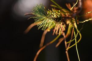 Lush pine needles catch the golden light during an enchanting sunset in a serene forest setting photo
