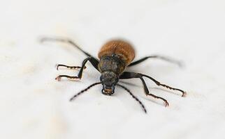 Small brown beetle crawls across a white surface, showcasing intricate details in a close-up view during a bright afternoon photo