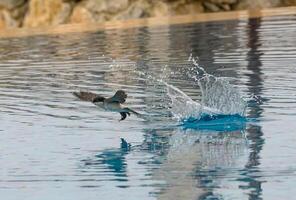 Bird takes flight above tranquil pool, creating ripples at dawn photo