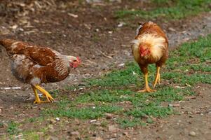 Chickens foraging in a rustic farm setting during a bright sunny day, capturing the simplicity of rural life photo