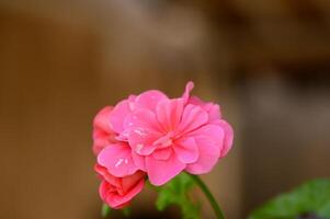 Vibrant pink flowers bloom gracefully in a sunlit garden creating a serene atmosphere for all visitors photo