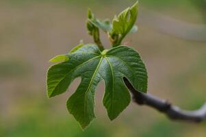 Fresh green fig leaf emerging in springtime sunshine showcasing vibrant textures and intricate patterns on a soft-focus background photo