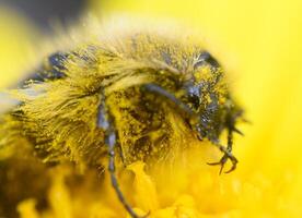 Close-up of a bee collecting pollen from vibrant yellow flowers in a sunlit garden during springtime, showcasing nature's intricate details and beauty photo