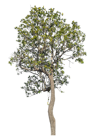Single tree isolated on transparent background with clipping path and alpha channel, real tree green leaf png