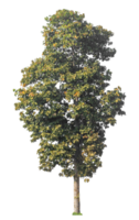 Single tree isolated on transparent background with clipping path and alpha channel. png
