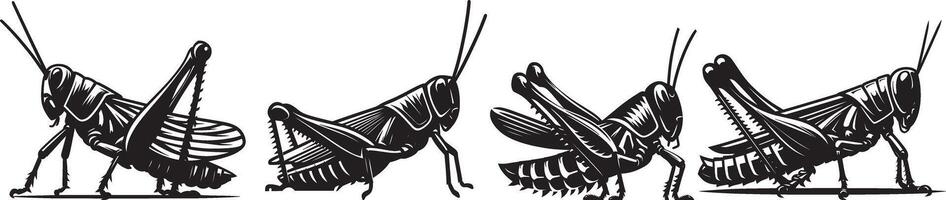 A group of four grasshoppers in different poses vector