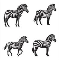 Four zebras in different poses on a white background vector