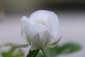 Elegant white flower blooming in soft focus captures the essence of tranquility on a serene afternoon photo