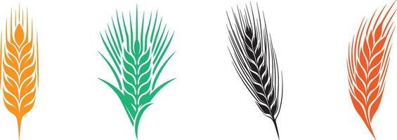 Four different types of wheat on a white background vector