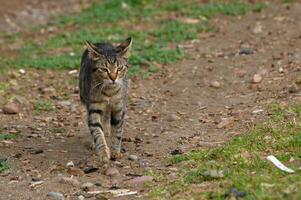 Stray cat explores a rustic path surrounded by nature in an afternoon light photo