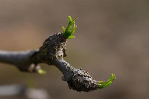 New life emerges from a gnarled tree branch during early spring in a serene forest setting photo